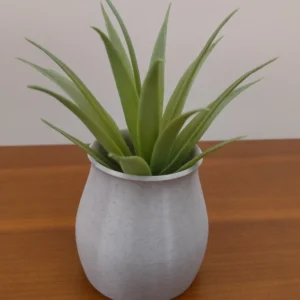 Mini Vaso Cato
