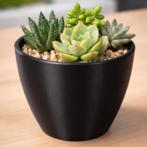 Vaso para Suculentas